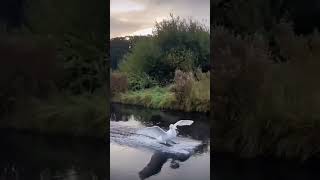 A swan landing on water [upl. by Lontson861]