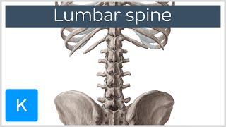 Lumbar Spine Anatomy and Function  Human Anatomy  Kenhub [upl. by Constanta]