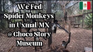 Exploring ChocoStory Museum Uxmal  Mayan Ceremony Cacao Ritual amp Feeding Spider Monkeys [upl. by Adnahcal39]