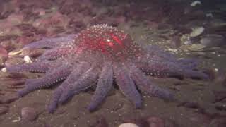 Meet the Oceans Fastest Sea Star  Oceana [upl. by Anem]