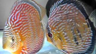 Wild Royal Blue Discus Pair [upl. by Wescott437]