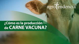 GANADERÍA VACUNA DE CARNE  Cría manejo y alimentación [upl. by Handal]