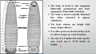 Lecture 15 External features and structure of Hirudinaria granulosa Cattle Leech [upl. by Otilrac362]