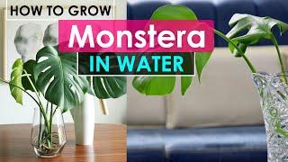 How to Grow Monstera in Water [upl. by Artined]