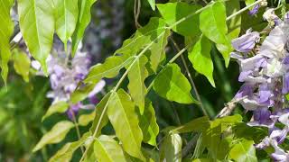 Chinese wisteria Wisteria sinensis  Plant Identification [upl. by Asenev]