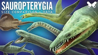 PLESIOSAURS and other Sauropterygians size comparison and data [upl. by Emogene833]