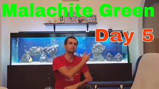 Malachite Green Treatment Reef Aquarium Day 5 Update [upl. by Yla]