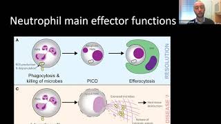 Neutrophils in Inflammation and Autoimmunity [upl. by Ovatsug]