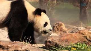 Giant Panda Zoo Awards  Beauval distingué [upl. by Dahsraf]