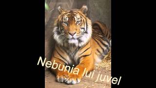 NEBUNIA LUI JUVEL [upl. by Vins470]