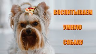 🐶👍🌞 Дрессировка йорка Yorkshire terrier training [upl. by Adehsar165]