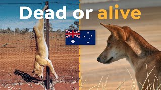 Why the Worlds Longest Fence Determines Dingoes Future [upl. by Nimrahc]