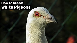 How to breed White Pigeons [upl. by Delorenzo]