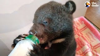 Family Has Been Rescuing Orphaned Bear Cubs For Over 30 Years  The Dodo [upl. by Murielle]