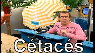 Quelles sont les caractéristiques des cétacés  Cest pas sorcier [upl. by Ianteen]