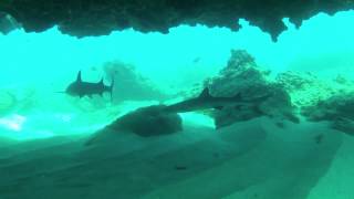 best spearfishing ateam365 hawaii [upl. by Hudis]