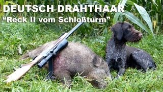 Jagdhunde  Nachsuche Sau  Deutsch Drahthaar  Hunting Dogs Seeking Boar German Wirehaired Pointer [upl. by Lupita]