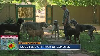 Man and dogs honored for fighting off coyotes [upl. by Eve375]