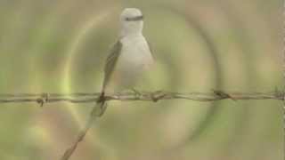 Scissortailed Flycatcher calling and shaking feathers [upl. by Aihtniroc]