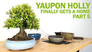 Yaupon Holly Bonsai  Part 5 Finally Gets a Home [upl. by Inneg]