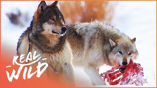 The Wild Wolves Of Yellowstone  The War Of The Wolf Packs Part 2  White Wolf  Real Wild [upl. by Ainsworth]