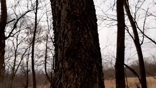 Common Hackberry Celtis occidentalis [upl. by Vyner]