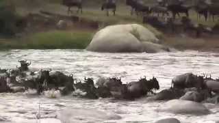 Wildebeest Crossing  Serengeti 20 Aug 14 [upl. by Eph]