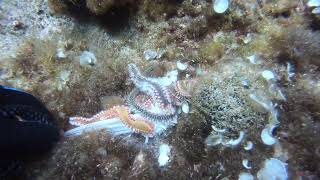 Bearded Fireworm Hermodice carunculata devouring remains of a fish [upl. by Farra192]