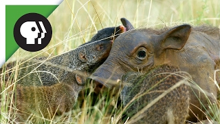 Mongooses Give Warthog Spa Treatment [upl. by Megdal]