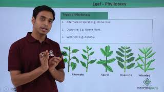 Class 11th – Leaf – Phyllotaxy  Morphology of Flowering Plants  Tutorials Point [upl. by Nayra]