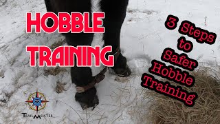 Hobble Training for Horses and Mules [upl. by Elletsyrk830]