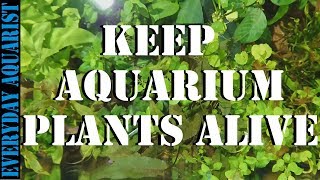 Why aquarium plants go brown and die [upl. by Naejarual748]