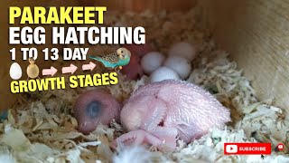 PARAKEET EGG HATCHING [upl. by Siskind]