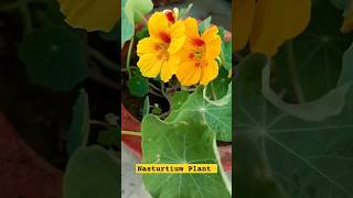 How to Collect Nasturtium Seeds For Next Winterlovinggarden viralvideo shortvideo trending [upl. by Eeneg85]