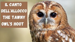 Il canto dellallocco  The Tawny Owls hoot [upl. by Adniral]