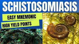 Schistosomiasis Bilharziasis Cause Diagnosis amp Treatment  Easy Mnemonic  High Yield Points [upl. by Annwahs]