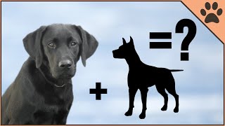 10 Unbelievable Labrador Mix Breeds [upl. by Ispep]