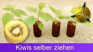 Kiwis aus Samen selber ziehen  pflanzen [upl. by Lodmilla]