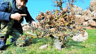 Oak Yamadori Hunting High On The Mountain Vol 3  Relaxing Bonsai Inspiration From Nature [upl. by Tilford683]