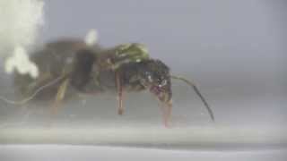 Lasius niger Day 2 The first eggs [upl. by Ernst]