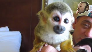 Baby Squirrel Monkey [upl. by Ahsurej]