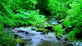 Ruscello nel Bosco  Suono Acqua per Dormire e Suoni della Natura Uccelli del Bosco [upl. by Good]