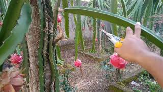 CARA PEMANGKASAN POHON BUAH NAGA  How To Pruning Dragon Fruit Tree  Pitaya [upl. by Llieno]