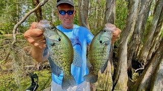 Jigging CYPRESS TREES for slab crappie [upl. by Madancy]