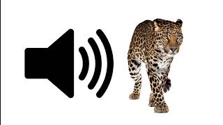 Leopard  Sound Effect  ProSounds [upl. by Landa265]