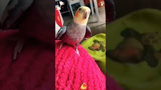 Cuteness of Parrots shortfeed shortsfeed youtubeshorts [upl. by Aleahc628]