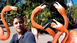 Feeding Flamingos in Florida [upl. by Happ]