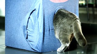 3 kreative Tricks über die sich jede Katze freut [upl. by Zea]