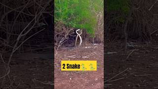 Snake fight🐍😱😱 snake अजगर snakefight wildlife animals [upl. by Eikram]