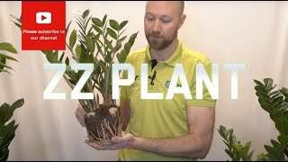 All you need to know about Zamioculcas Zamiifolia ZZ Plant [upl. by Lleon]